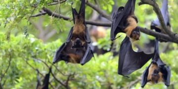 Nipah Virus Cases Reported in West Bengal: WHO Confirms Moderate Local Risk