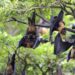 Nipah Virus Cases Reported in West Bengal: WHO Confirms Moderate Local Risk