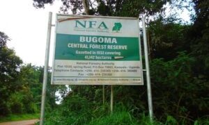 Bugoma Forest Boundary Report Delay Fuels Destruction