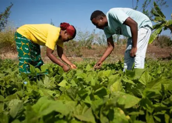 Farming for the Future: Embracing Climate-Smart Agriculture