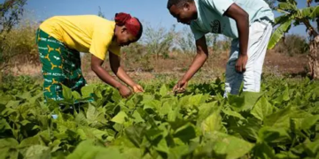 Farming for the Future: Embracing Climate-Smart Agriculture