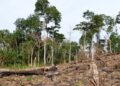 Bugoma Forest Boundary Report Delay Fuels Destruction