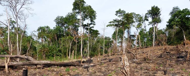 Bugoma Forest Boundary Report Delay Fuels Destruction