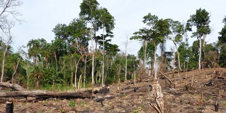 Bugoma Forest Boundary Report Delay Fuels Destruction