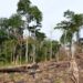 Bugoma Forest Boundary Report Delay Fuels Destruction