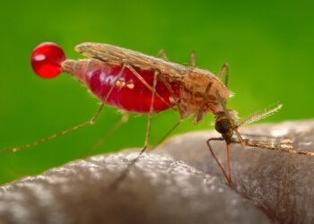 Africa’s Next Generation of Malaria Scientists Steps Forward