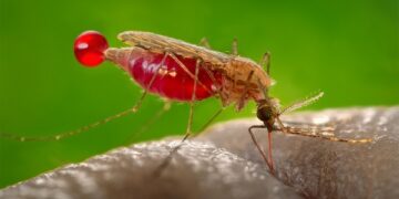 Africa’s Next Generation of Malaria Scientists Steps Forward