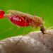 Africa’s Next Generation of Malaria Scientists Steps Forward