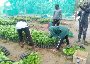 The Critical Role of Women in Energy Transition and Agroecology