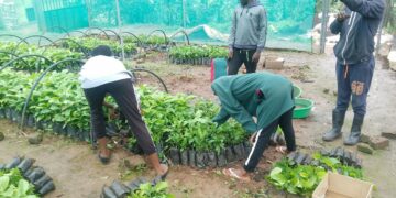 The Critical Role of Women in Energy Transition and Agroecology