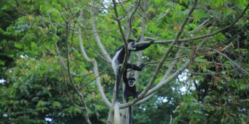 Uganda’s forests on the brink: Energy poverty driving the destruction