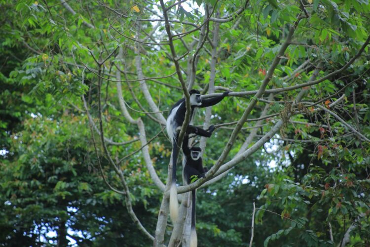 Uganda’s forests on the brink: Energy poverty driving the destruction