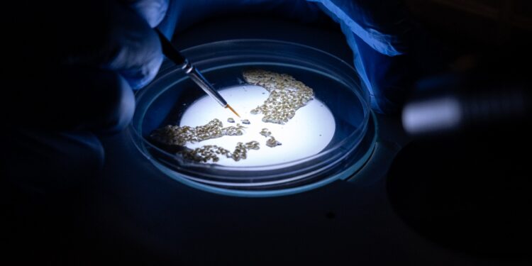 Scientists Spotlight Gene Drive Research as Malaria Fight Stalls