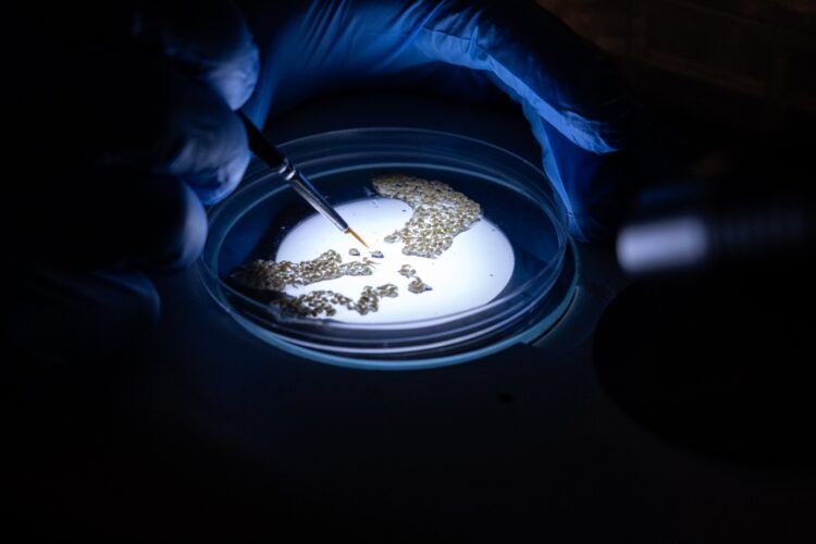 Scientists Spotlight Gene Drive Research as Malaria Fight Stalls