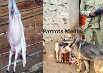 Female Butcher Held for Stealing, Slaughtering Goat