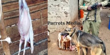 Female Butcher Held for Stealing, Slaughtering Goat