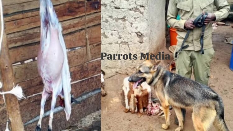 Female Butcher Held for Stealing, Slaughtering Goat