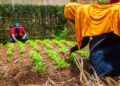 More youth abandon farming as structural gaps stall PDM impact