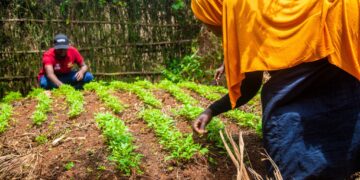 More youth abandon farming as structural gaps stall PDM impact