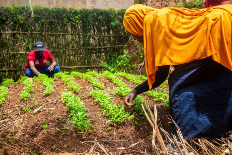More youth abandon farming as structural gaps stall PDM impact