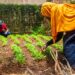 More youth abandon farming as structural gaps stall PDM impact