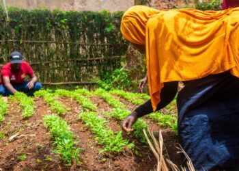 More youth abandon farming as structural gaps stall PDM impact