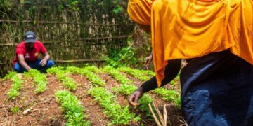 More youth abandon farming as structural gaps stall PDM impact