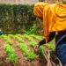 More youth abandon farming as structural gaps stall PDM impact